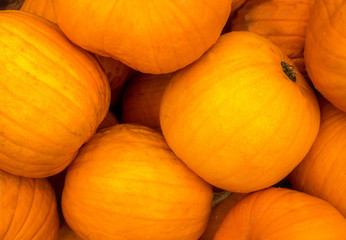 Pumpkin (winter squash or Cucurbita pepo) autumn food vegetable, ideal for seasonal kitchen and halloween festival, close up view, orange background