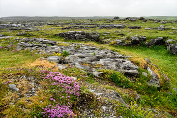 Fototapeta na wymiar Irland - The Burren