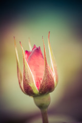 rose bud