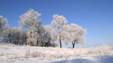 winter landscape