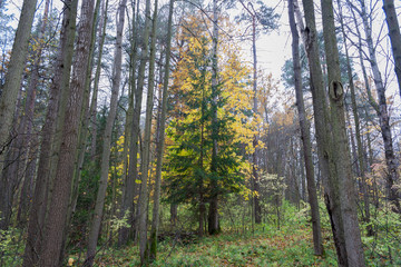 Forest landscape in cloudy and rainy autumn day