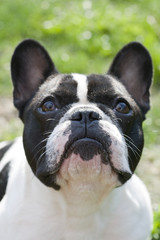 french bulldog