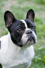 french bulldog