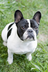 french bulldog