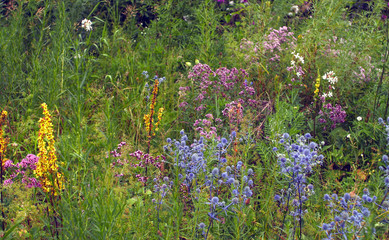 wildflowers