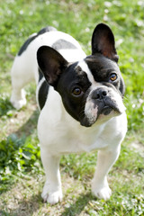 french bulldog