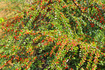 Fototapeta premium Red pyracantha berries on a bush