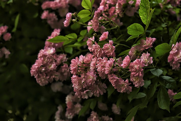small flowers roses on the branch. natural background summer garden. Vintage photo.
