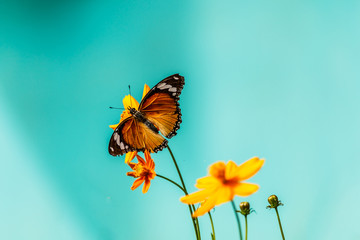 Closeup butterfly on flower (Common tiger butterfly) - obrazy, fototapety, plakaty