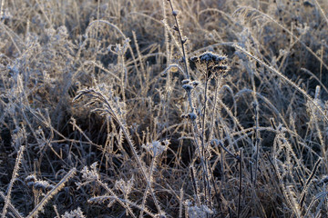 Fototapeta premium frost on the grass