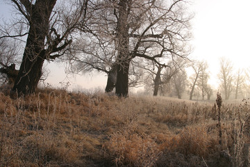 The arrival of winter