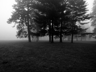 Naklejka premium Fog in the forest