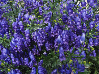 blooming Bluebells in Canadian garden