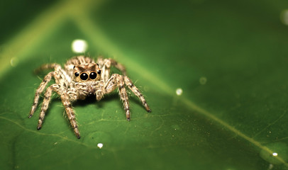 Home spider
