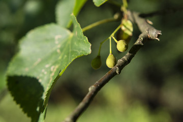 Fruits lime tree with green leaves.