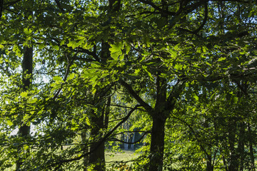 Oak leaves in the sunlight.
