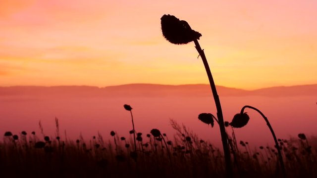 Vertrocknete Sonnenblumen auf dem Feld, Helianthus annuus