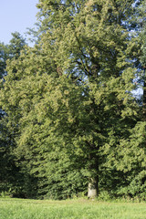 linden tree, big, grown-up, green leaf, park, meadow, detail, background, nature
