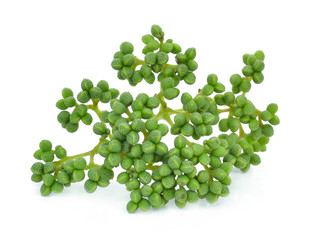 Fresh Zanthozylum limonella Alston isolated on white