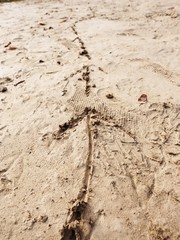 Children drawing of arrow in sand on beach of bay. Funny game with following