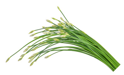 fresh chinese chives isolated on white