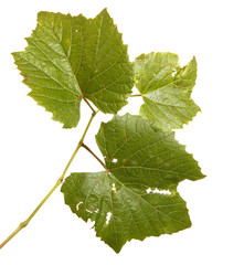 vine grapes. isolated on white background
