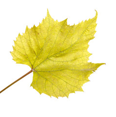 vine grapes. isolated on white background