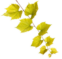 vine grapes. isolated on white background