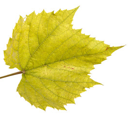 vine grapes. isolated on white background