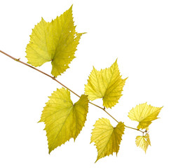 vine grapes. isolated on white background