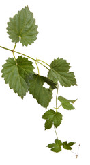 hop leaves isolated on white background