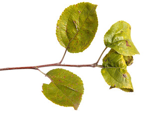 apple-tree branch with green leaves. Isolated on white backgroun