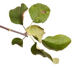 Fototapeta premium apple-tree branch with green leaves. Isolated on white backgroun