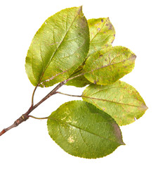 Obraz premium apple-tree branch with green leaves. Isolated on white backgroun