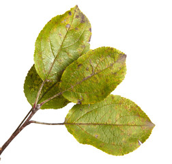 apple-tree branch with green leaves. Isolated on white backgroun