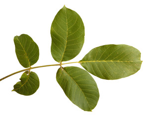 branch of walnut isolated on white background