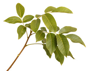 branch of walnut isolated on white background