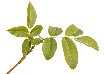 branch of walnut isolated on white background
