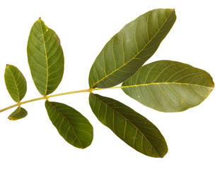 branch of walnut isolated on white background