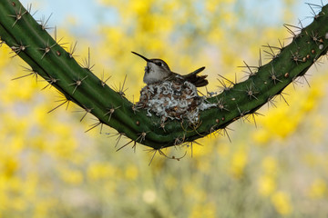A devoted hummingbird mother built her nest among the protective spines of a cactus.