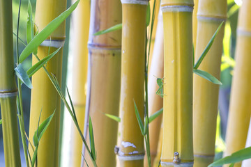 Obraz premium Background image of bamboo (Bambusoideae) internodes with a small green grasshopper.