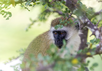 Vervet monkey (Chlorocebus pygerythrus) closeup sitting on a branch in the Ngorongoro Crater, national park Tanzania.