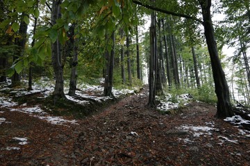 Polish Mountain Forest in Autumn