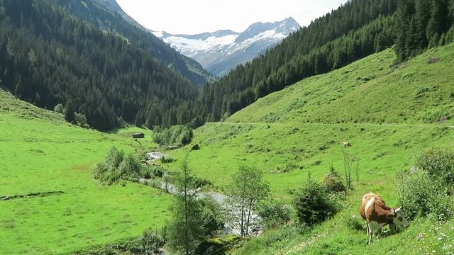 Zillertal valley landscape with meadow, barn and stream. Located at Schoenachtal valley in Tirol (Austria).