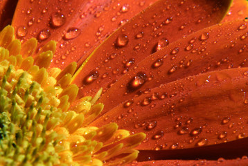 very beautiful bright orange flowers covered with dew