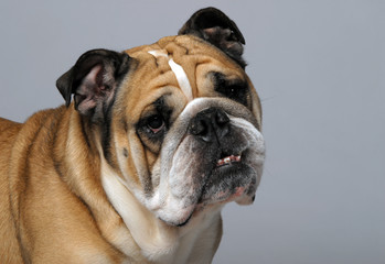 Obraz premium very beautiful, smart and funny dog in studio