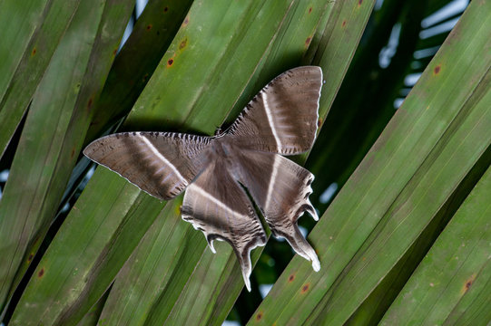 Tropical Swallowtail Moth (Lyssa zampa) under oil-palm leaf