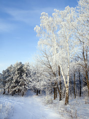 Walk through the beautiful winter scene in Russia
