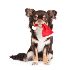 chihuahua dog holding a small santa hat