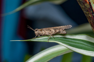 Spurthroated grasshopper (Melanoplus sanguinipes) on a leaf